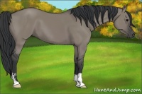 Horse Color:Grullo 