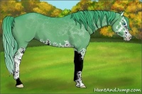 Horse Color:Watercolor Black Splash