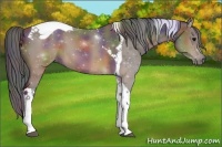 Horse Color:Nacre Brown Tobiano 
