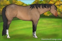 Horse Color:Bay Dun