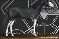 Horse Color:Black Sabino