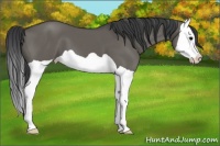 Horse Color:Grullo Splash 