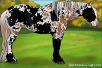 Horse Color:Chestnut Sabino 