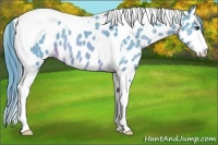 Horse Color:Watercolor Chestnut Sabino Tobiano Appaloosa 