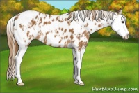 Horse Color:Chestnut Sabino Splash Appaloosa 