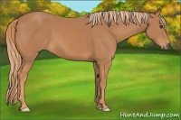 Horse Color:Chestnut Frame