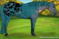 Horse Color:ERROR: UNKNOWN ANOMALY