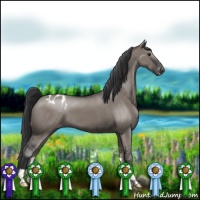 Horse Color:Grullo Varnish 
