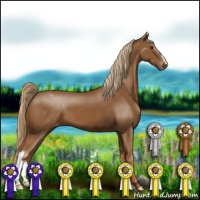 Horse Color:Chestnut Appaloosa 