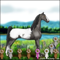 Horse Color:Grullo Appaloosa 