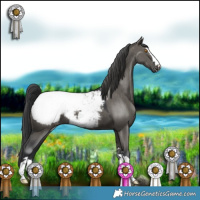 Horse Color:Grullo Appaloosa 