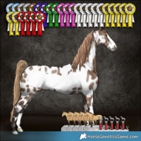 Horse Color:Liver Red Dun Frame Appaloosa 