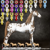 Horse Color:Liver Red Dun Frame Appaloosa 