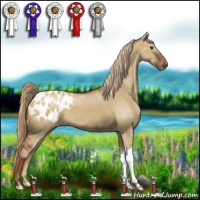 Horse Color:Red Dun Appaloosa 