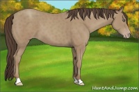 Horse Color:Classic Champagne
