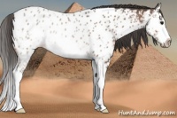 Horse Color:Bay Splash Appaloosa Rabicano