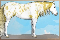 Horse Color:Watercolor White Spotted Chestnut Splash Appaloosa