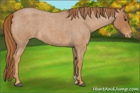 Horse Color:Red Roan Varnish 