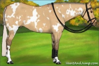Horse Color:White Spotted Silver Bay Dun