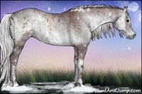 Horse Color:White Spotted Chocolate Silver Blue Onyx Chinchilla