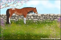 Horse Color:Bay Tobiano Appaloosa 