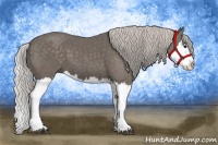 Horse Color:Silver Black Splash