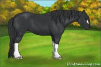 Horse Color:Black 