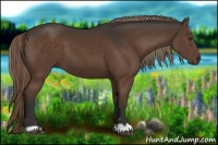 Horse Color:Liver Chestnut 
