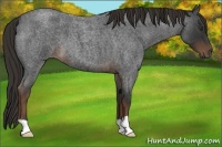 Horse Color:Liver Red Roan 