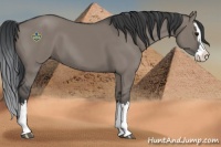 Horse Color:Grullo Sabino Splash