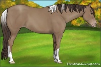 Horse Color:Classic Champagne Tobiano 