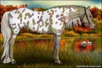 Horse Color:Nacre Silver Smoky Black Appaloosa 