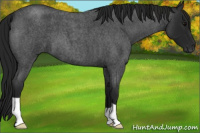 Horse Color:Gray Blue Roan 