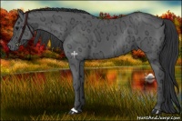 Horse Color:Black Ice Rabicano 