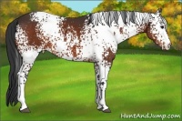 Horse Color:White Spotted Bay