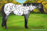 Horse Color:Midnight Blue Ice Roan Appaloosa Rabicano 