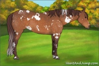 Horse Color:White Spotted Chocolate Buckskin 