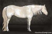 Horse Color:White Spotted Chocolate Perlino 
