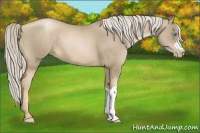 Horse Color:Chocolate Palomino Pearl 