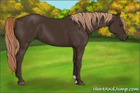 Horse Color:Liver Chestnut