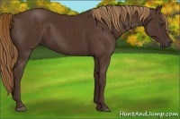 Horse Color:Liver Chestnut