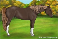 Horse Color:Liver Chestnut