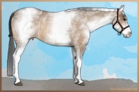 Horse Color:White Spotted Brown Roan Dun Rabicano