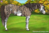 Horse Color:Black Splash Frame and Classic Champagne Splash Frame