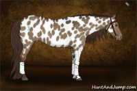 Horse Color:Liver Red Dun Appaloosa 