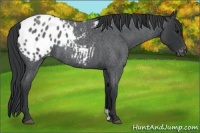 Horse Color:Blue Roan Appaloosa 
