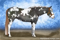 Horse Color:White Spotted Liver Chestnut Splash 