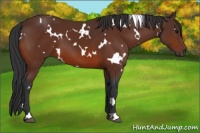 Horse Color:White Spotted Bay 