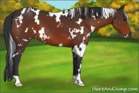 Horse Color:White Spotted Brown 