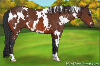 Horse Color:White Spotted Brown 